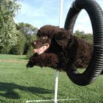 Irsk Vannspaniel