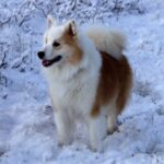 Islandsk Fårehund