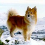 Islandsk Fårehund