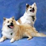 Islandsk Fårehund