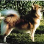 Islandsk Fårehund