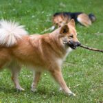 Islandsk Fårehund