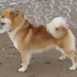 Islandsk Fårehund