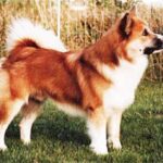 Islandsk Fårehund