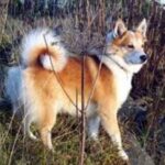 Islandsk Fårehund