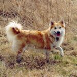 Islandsk Fårehund