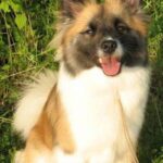 Islandsk Fårehund