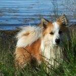 Islandsk Fårehund