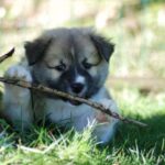 Islandsk Fårehund