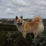 Islandsk Fårehund