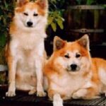 Islandsk Fårehund