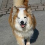 Islandsk Fårehund