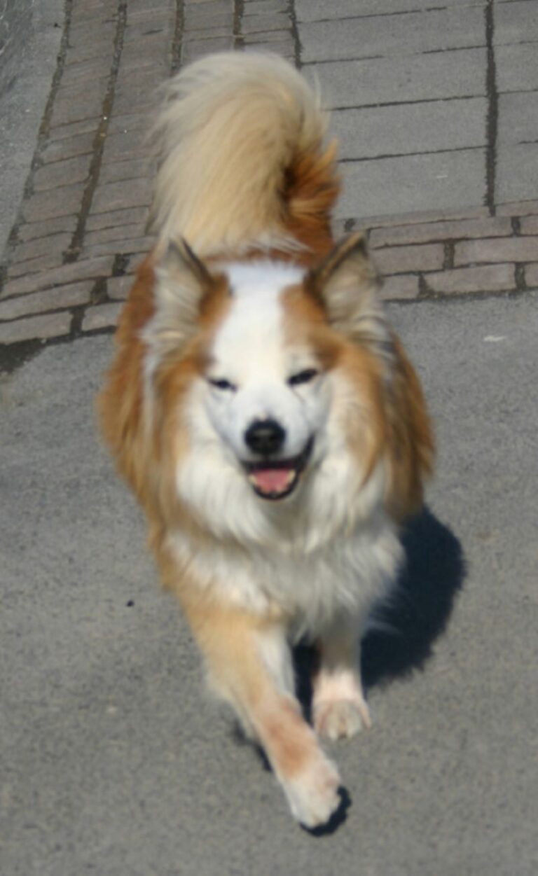 Islandsk Fårehund