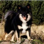 Islandsk Fårehund