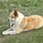 Islandsk Fårehund