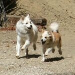 Islandsk Fårehund