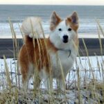Islandsk Fårehund