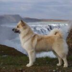 Islandsk Fårehund