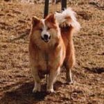 Islandsk Fårehund