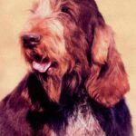 Italiensk Spinone