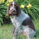 Italiensk Spinone