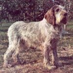 Italiensk Spinone