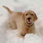 Italiensk Spinone
