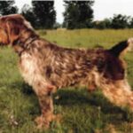 Italiensk Spinone