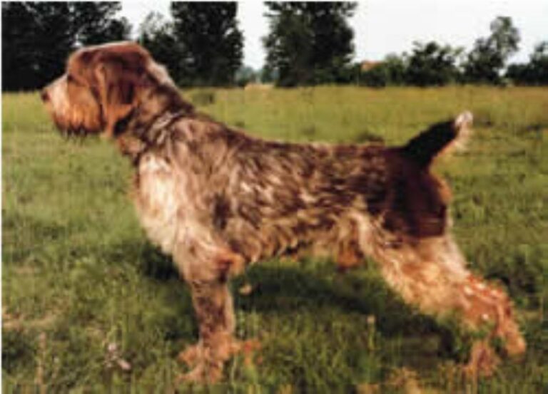 Italiensk Spinone