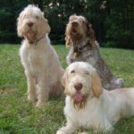 Italiensk Spinone
