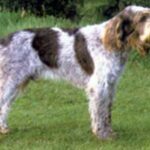 Italiensk Spinone