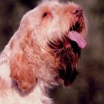 Italiensk Spinone