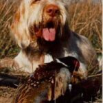 Italiensk Spinone