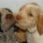 Italiensk Spinone