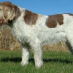 Italiensk Spinone