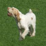 Italiensk Spinone