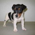 Jack Russell Terrier