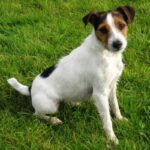 Jack Russell Terrier
