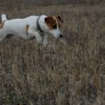 Jack Russell Terrier