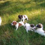Jack Russell Terrier