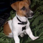 Jack Russell Terrier