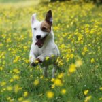 Jack Russell Terrier