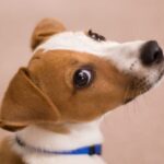 Jack Russell Terrier