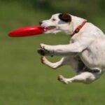 Jack Russell Terrier