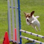 Jack Russell Terrier
