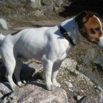Jack Russell Terrier