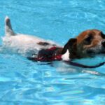 Jack Russell Terrier