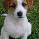 Jack Russell Terrier