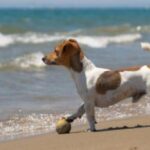 Jack Russell Terrier