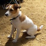 Jack Russell Terrier